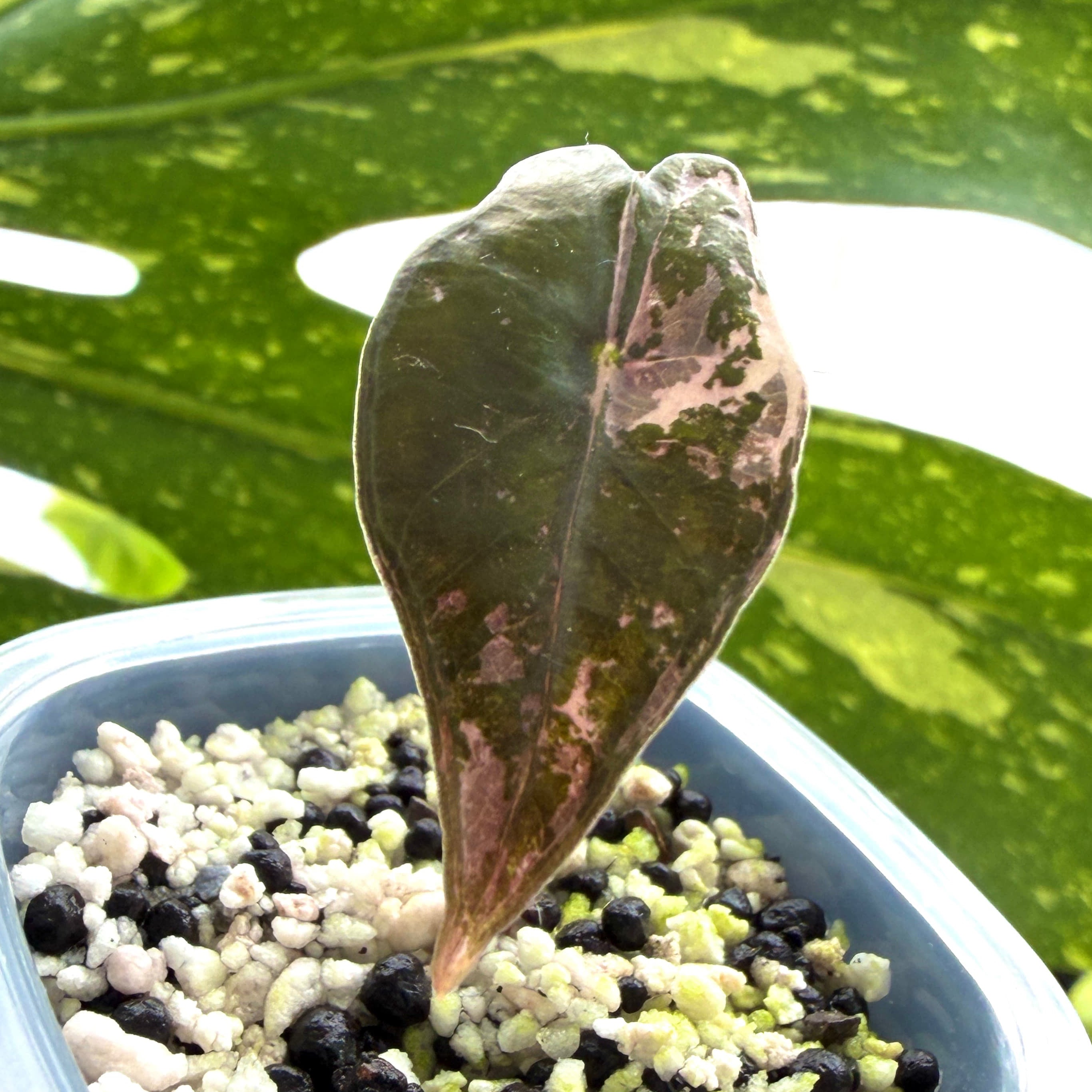 Alocasia Nobilis Pink Variegata a Online Schweiz 