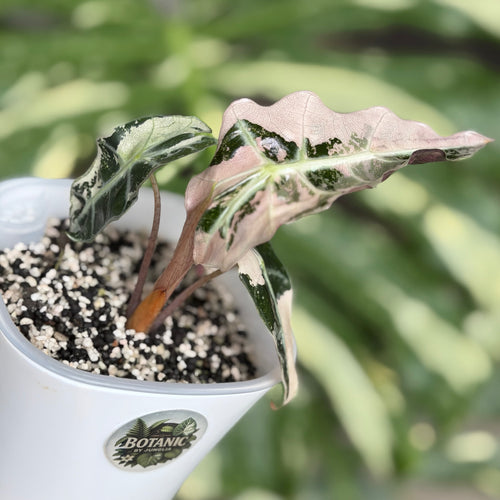 Alocasia Polly Pink