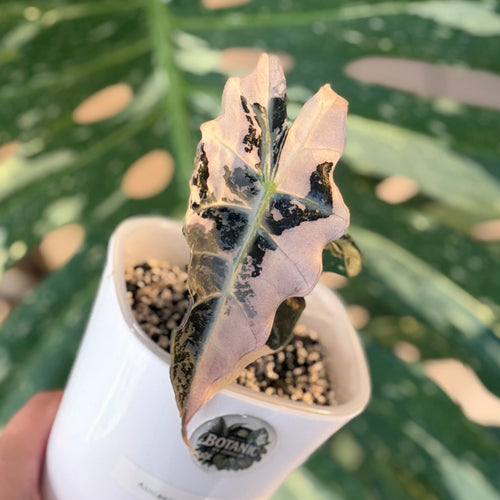 Alocasia Polly Pink Variegata Schweiz