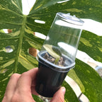 Alocasia Regal Shield Albo b Online Schweiz