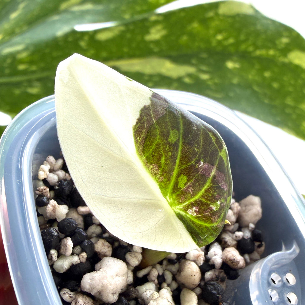 Alocasia Regal Shield Albo c Online Schweiz