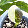 Alocasia Regal Shield Albo a Online Schweiz