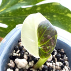 Alocasia Regal Shield Albo a Online Schweiz