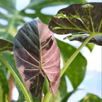 Alocasia Regal Shield Albo "Red Wine" Variegata Mutterpflanze
