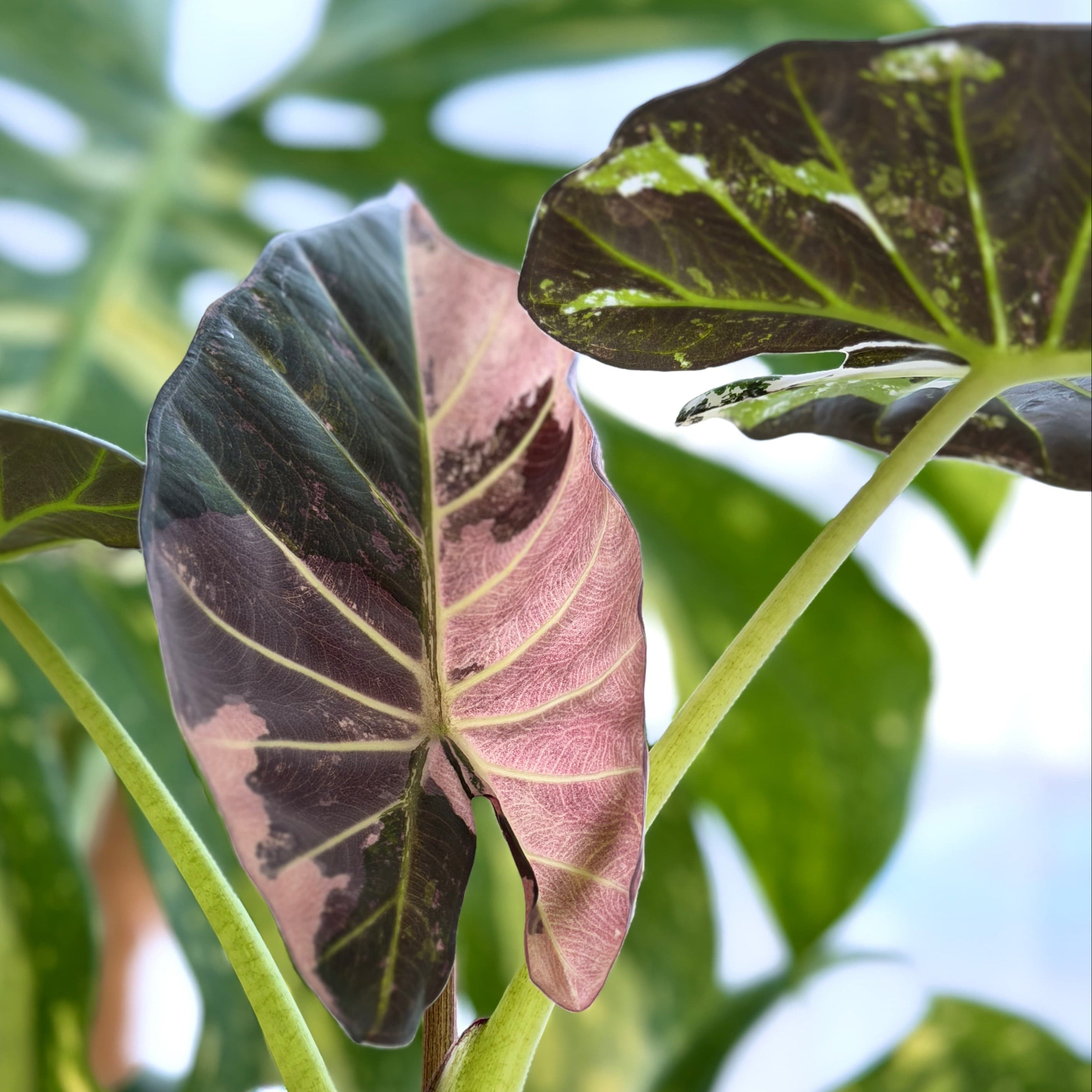 Alocasia Regal Shield Albo "Red Wine" Variegata Mutterpflanze