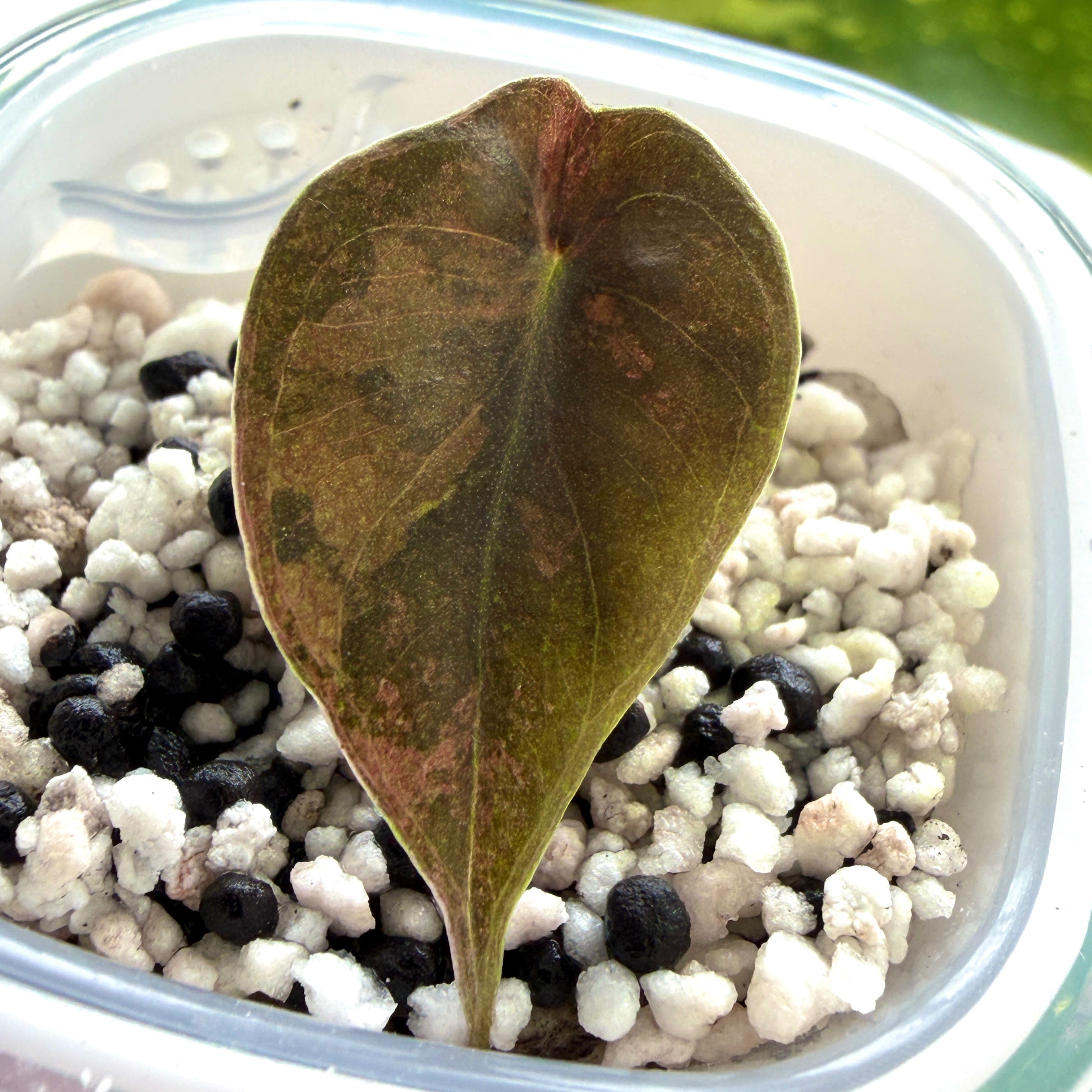 Alocasia Sedenii Aurea Variegata Online Schweiz