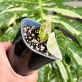 Alocasia Watsoniana Glossy Pink
